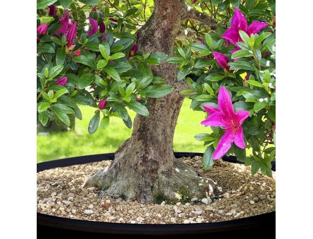 Rhododendron Indicum Kazusamurasaki - Azalea - 88 cm
