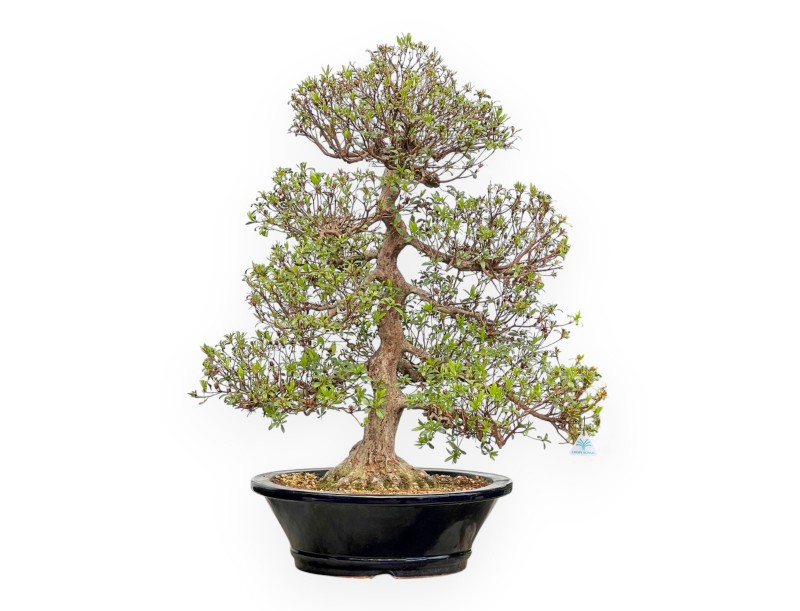 Rhododendron Indicum Kazusamurasaki - Azalée - 88 cm