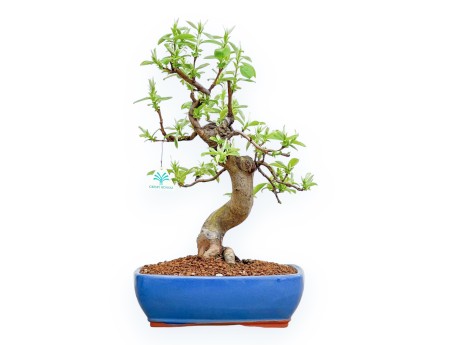 Pseudocydonia Chinensis - Cognassier - 46 cm