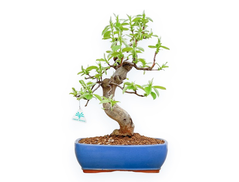 Pseudocydonia Chinensis - Cotogno - 46 cm