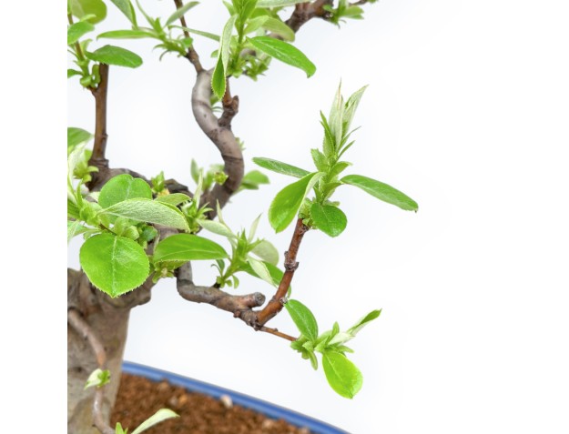 Pseudocydonia Chinensis - Apple Tree - 46 cm 2