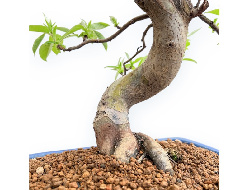 Pseudocydonia Chinensis - Apple Tree - 46 cm