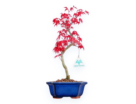 Acer Palmatum Deshojo - Ahorne - 36 cm