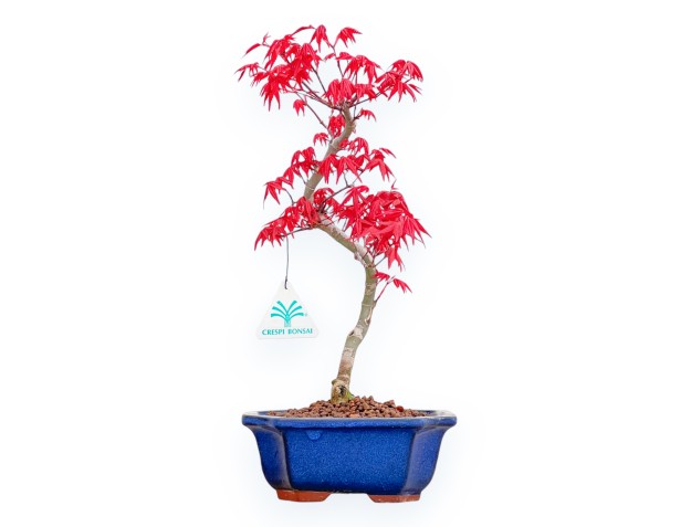 Acer Palmatum Deshojo - Érable - 36 cm
