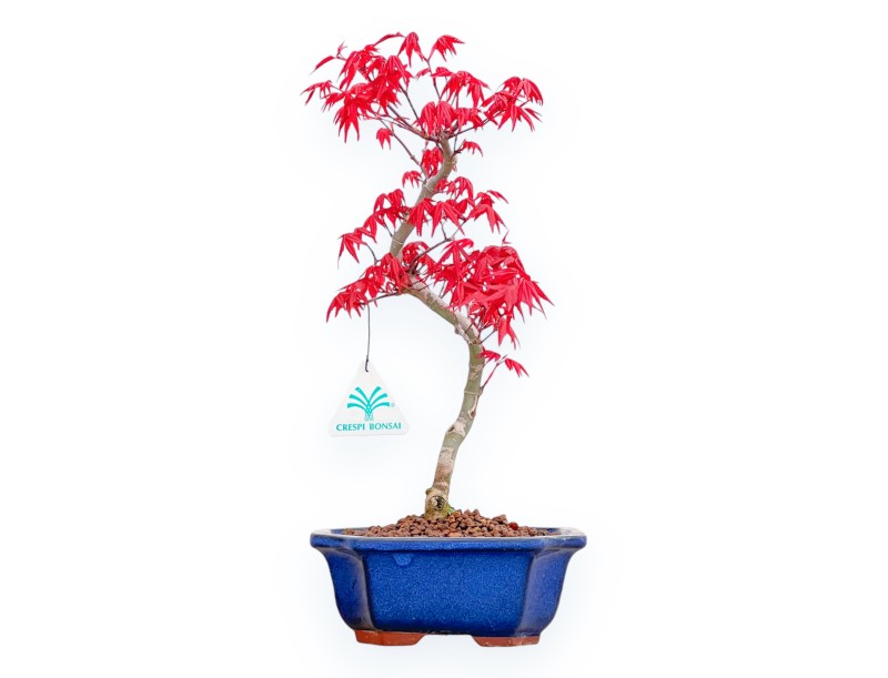 Acer Palmatum Deshojo - Arce - 36 cm
