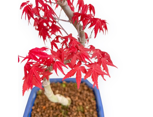 Acer Palmatum Deshojo - Maple - 36 cm 2