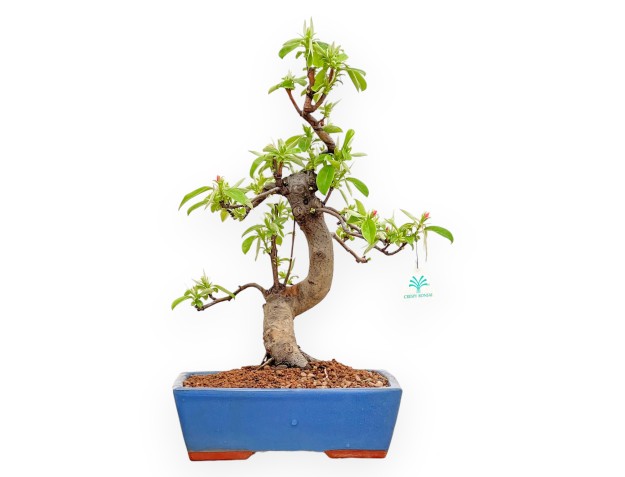 Pseudocydonia Chinensis - Cotogno - 50 cm