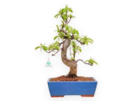 Pseudocydonia Chinensis - Cotogno - 50 cm