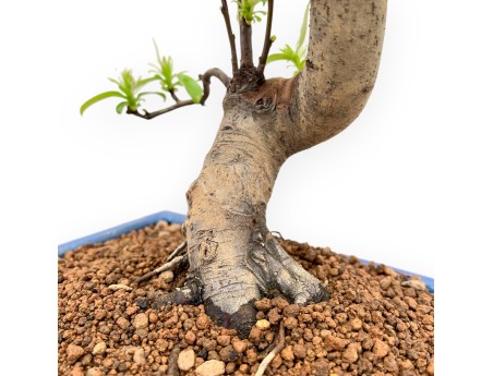 Pseudocydonia Chinensis - Cotogno - 50 cm