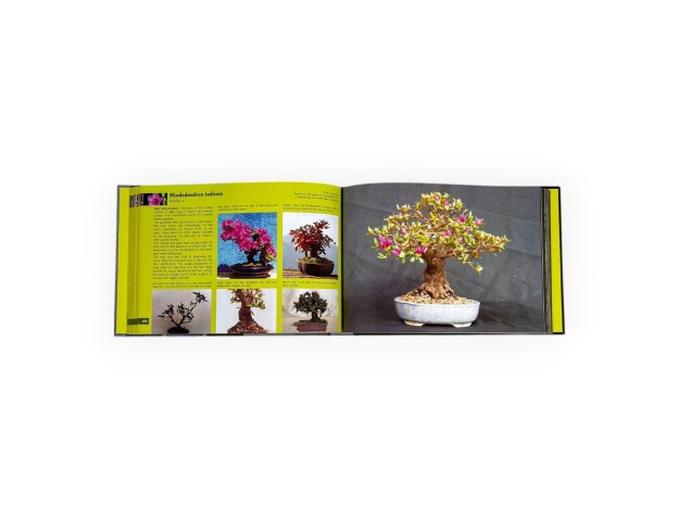 bonsai-shohin-passion-roland-schatzer 2