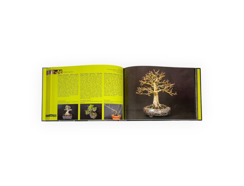 bonsai-shohin-passion-roland-schatzer