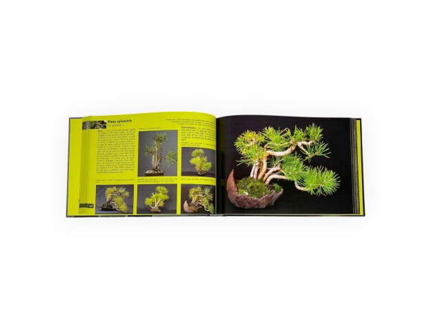bonsai-shohin-passion-roland-schatzer 2