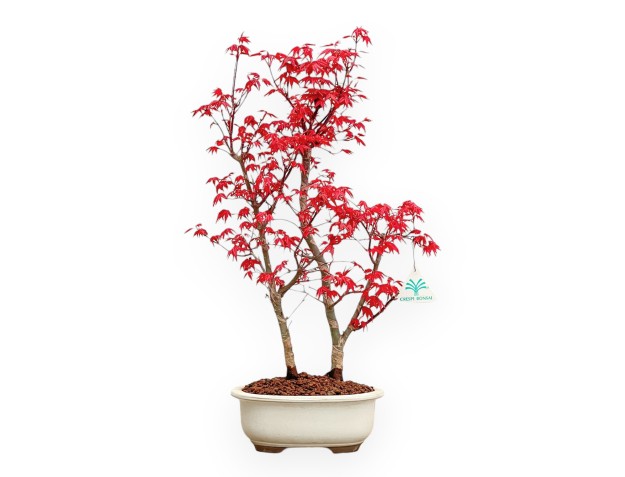 Acer Palmatum Deshojo - Maple - 50 cm
