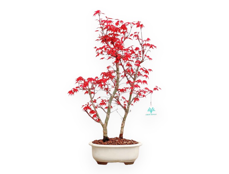 Acer Palmatum Deshojo - Maple - 50 cm