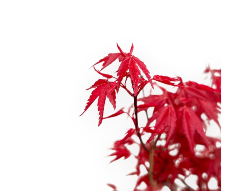 Acer Palmatum Deshojo - Acero - 50 cm