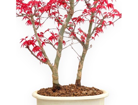 Acer Palmatum Deshojo - Ahorne - 50 cm