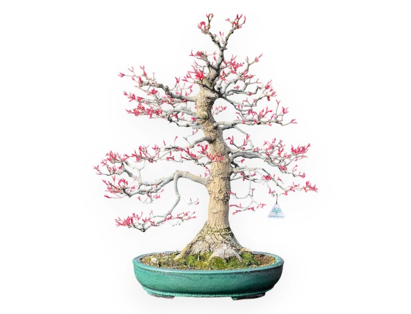 Acer Palmatum Seigen - Arce - 83 cm