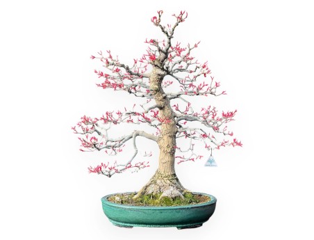 Acer Palmatum Seigen - Érable - 83 cm