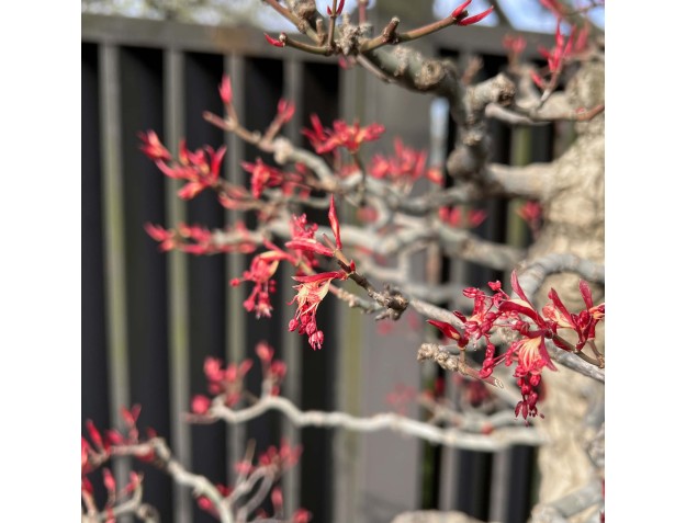 Acer Palmatum Seigen - Maple - 83 cm 2