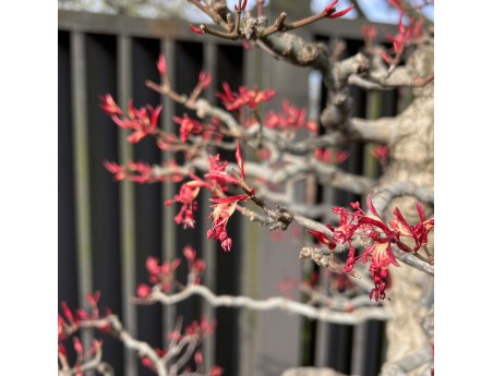 Acer Palmatum Seigen - Érable - 83 cm