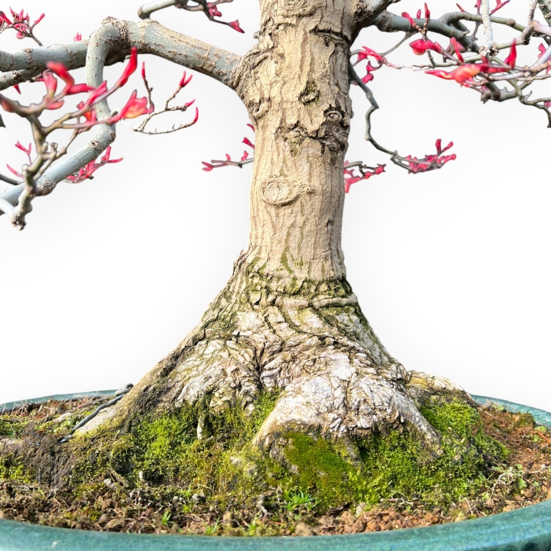 Acer Palmatum Seigen - Arce - 83 cm