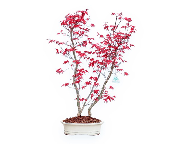 Acer Palmatum Deshojo - Maple - 59 cm