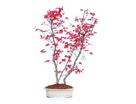 Acer Palmatum Deshojo - Maple - 59 cm