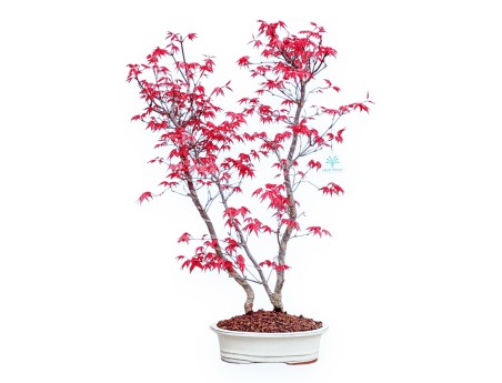 Acer Palmatum Deshojo - Ahorne - 59 cm