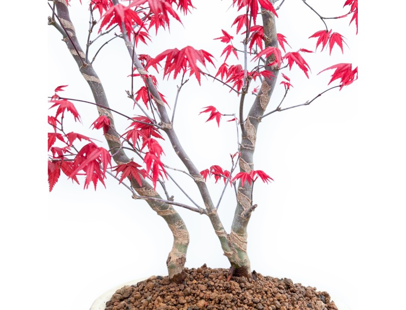 Acer Palmatum Deshojo - Arce - 59 cm