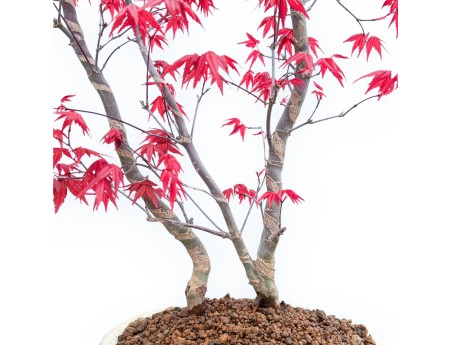 Acer Palmatum Deshojo - Maple - 59 cm