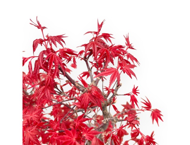 Acer Palmatum Deshojo - Arce - 59 cm 2