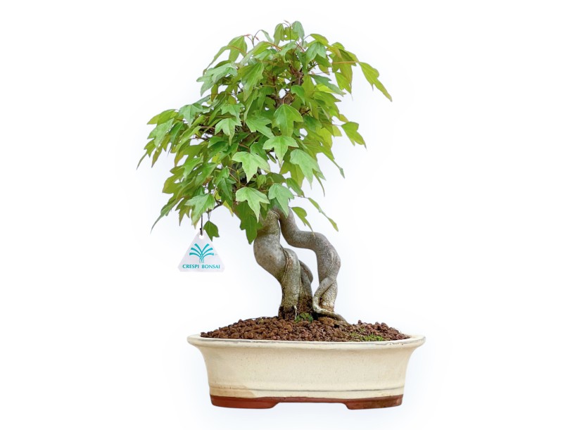 Acer Buergerianum - Ahorne - 32 cm
