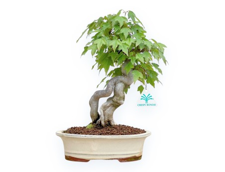 Acer Buergerianum - Érable - 32 cm