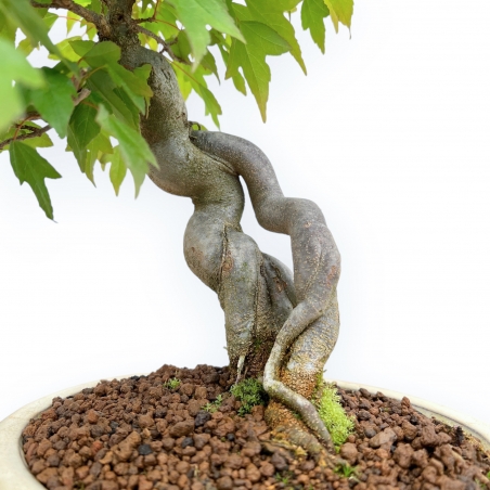 Acer Buergerianum - Ahorne - 32 cm