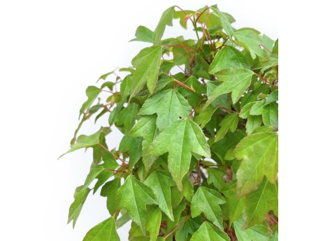 Acer Buergerianum - Ahorne - 32 cm