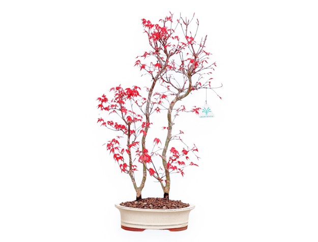 Acer Palmatum Deshojo - Maple - 56 cm