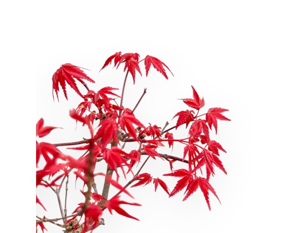Acer Palmatum Deshojo - Maple - 56 cm 2