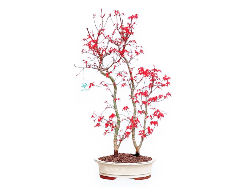Acer Palmatum Deshojo - Maple - 56 cm