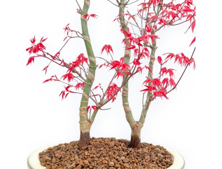 Acer Palmatum Deshojo - Érable - 56 cm