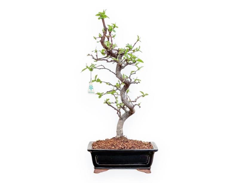 Pseudocydonia chinensis – Quittenbaum – 48 cm