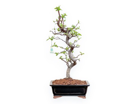 Pseudocydonia chinensis - Quetschier - 48 cm
