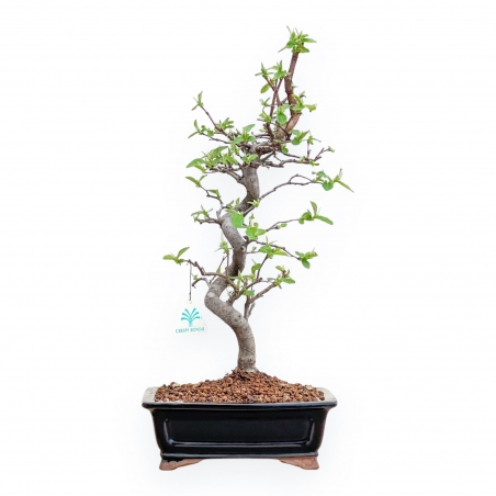 Pseudocydonia chinensis – Quince – 48 cm