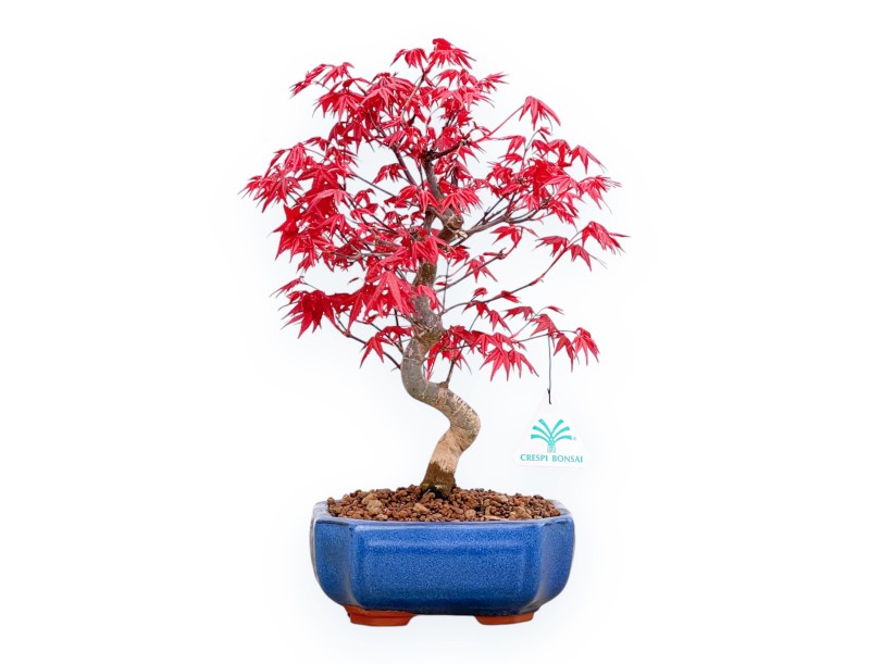 Acer palmatum Deshojo - Érable - 34 cm