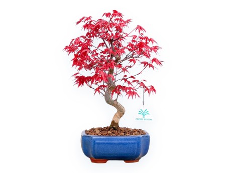 Acer palmatum 'Deshojo' - Maple - 34 cm
