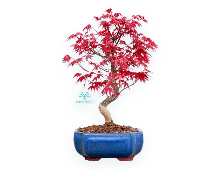 Acer palmatum Deshojo - Arce - 34 cm