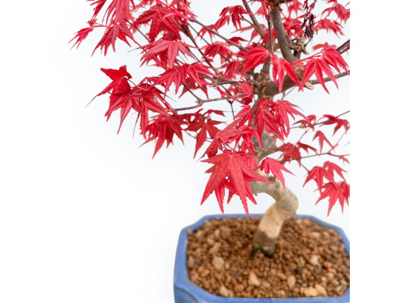Acer palmatum 'Deshojo' - Maple - 34 cm
