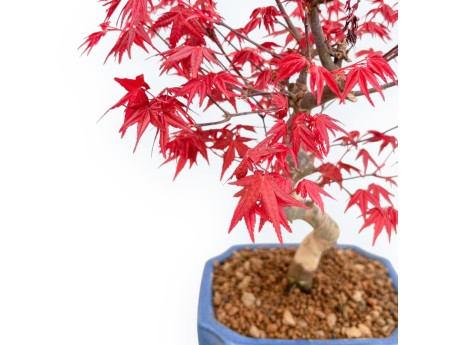 Acer palmatum Deshojo - Érable - 34 cm