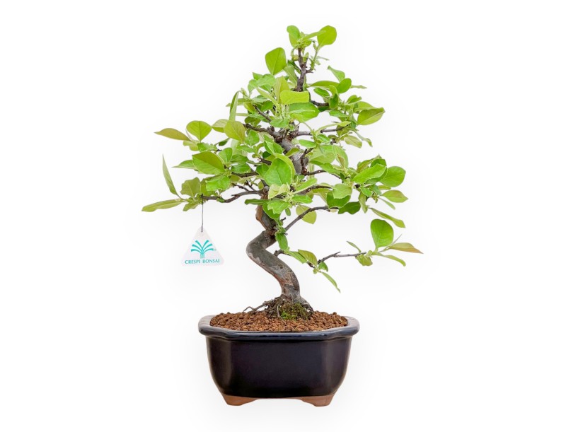 Pseudocydonia Chinensis - Cognassier - 41 cm