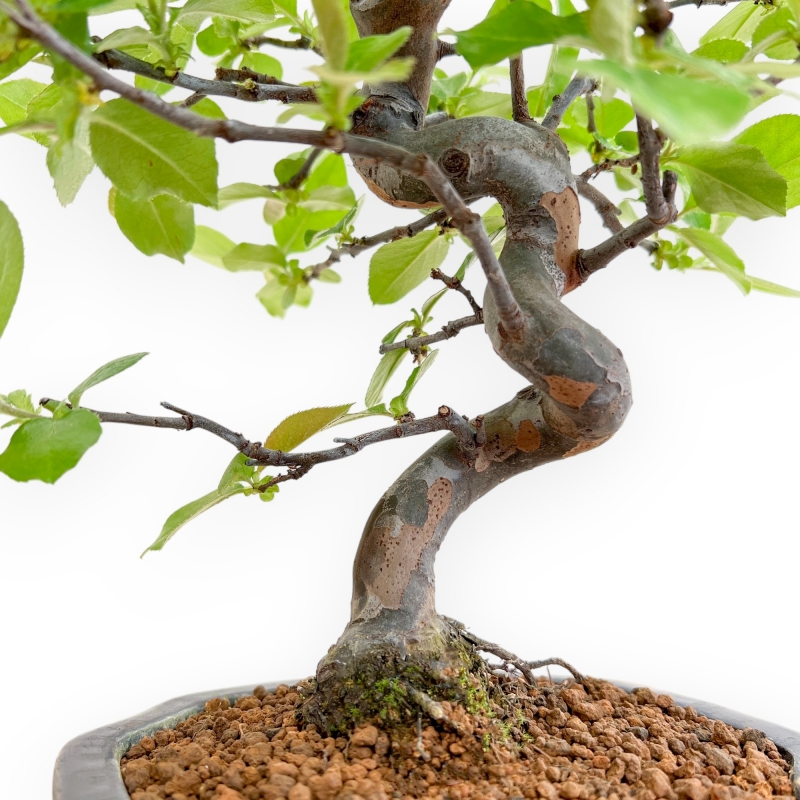 Pseudocydonia Chinensis - Cognassier - 41 cm