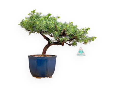 Juniperus Rigida - Genévrier - 33 cm